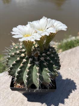 Preview: Acanthocalycium klimpelianum